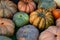 Assorted multi-colored pumpkins orange and green pattern vegetable autumn pattern