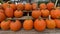 Assorted organic halloween pumpkins over a wooden surface. New England, US