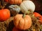 Assorted Ornamental Pumpkin Squash