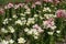 Assorted pink, white and red flowers of lilies