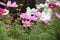 Assorted pink and white Wildflowers for background