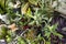 Assorted plants on a terrace of an urban penthouse, cereus cactus