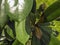 Assorted potted green houseplants outdoors. Home garden. Natural  botanical background. Selective focus