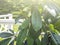 Assorted potted green houseplants outdoors. Home garden. Natural  botanical background. Selective focus