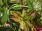 Assorted potted green houseplants outdoors. Home garden. Natural  botanical background. Selective focus