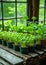 Assorted potted various vegetables seedlings, yong flowers and herbs in sunlight on a wooden table beside a window. Planting and