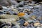 Assorted river stones and textures