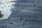 Assorted Seabirds on a Beach During an Incoming Tide