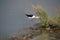 Assorted seabirds on Dubai Creek