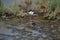 Assorted seabirds on Dubai Creek