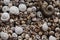 Assorted shells of many sizes are found on sea beaches. Close-up of seashells collection in sunny summer day. Lots of cockleshell