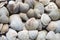 Assorted shells of many sizes are found on sea beaches. Close-up view of seashells collection in sunny summer day. Lots of