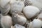 Assorted shells of many sizes are found on sea beaches. Close-up view of seashells collection in sunny summer day. Lots of