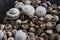 Assorted shells of many types and sizes are found on sea beaches. Close-up of seashells collection in summer day. Lots of