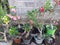 Assorted small flower plants in pots for new home decoration