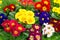 Assorted spring primulas. colorful flower blossoms