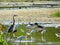 assorted swamp birds in Florida