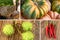 Assorted vegetables collage large green pumpkin, chestnut branch, hot chili pepper, brown mushroom