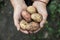 Assorted White and red dirty fruit potatoes in female hands, close-up. view from above. Copy space