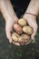 Assorted White and red dirty fruit potatoes in female hands, close-up. view from above. Copy space