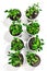 Assorted young pepper seedlings isolated on white background. Spring planting and gardening concept