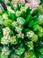 Assortment of bouquets of colorful hyacinths in a flower shop