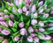 Assortment of bouquets of colorful tulips in a flower shop