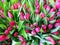 Assortment of bouquets of colorful tulips in a flower shop