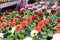 Assortment of colorful red, pink and orange dahlia flowers seedlings in pots in garden shop. Spring season sale.