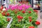 Assortment of colorful red, purple and white pelargonium flowers seedlings in pots in garden shop. Spring season sale.