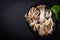 Assortment of edible mushrooms on black background