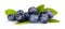 Assortment of fresh blueberries leaves isolated white