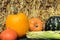 Assortment of fresh vegetables  watermelon, pumpkins, zucchini, corn on the background of straw. Autumn harvesting. Natural stil