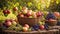 Assortment fruits, apples, pears, grapes, in a basket in the garden rustic