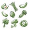 Assortment of green foods, fruit and vegtables, vector sketch