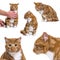 Assortment of many ginger cat