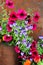 This assortment of ornamental flower in Alaska contain petunias and pansies in purple, pink, and red.