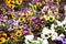 Assortment of pansies. Flowers background pansy.