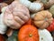 Assortment of Pumpkins for Sale