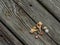 An Assortment of Seashells on a Weathered Dock