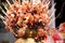 Assortment of Spanish meat sausages salchichon fuet chorizo on stick for sale at the Boqueria market in Barcelona