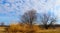 An Assortment of Winter Brushstrokes, Including Bare Trees, Golden Wheat, and Cloud Puffs