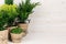 Assortment young green conifer plants handmade pots with copy space on beige wood table.