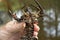 Astacus astacus  the European crayfish  noble crayfish  or broad-fingered crayfish  is the most common species of crayfish in