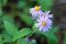 Aster ageratoides