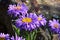 Aster alpinus