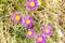 Aster alpinus, Abruzzo, Italy