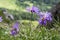 Aster alpinus, Alpine aster in bloom