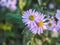 Aster alpinus. Beautiful flower background of nature. Astra perennial.