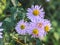 Aster alpinus. Beautiful flower background of nature. Astra perennial.
